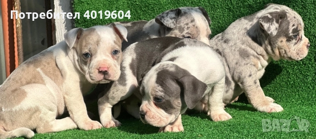 Американско були покет мерле, снимка 2 - Други - 52792170