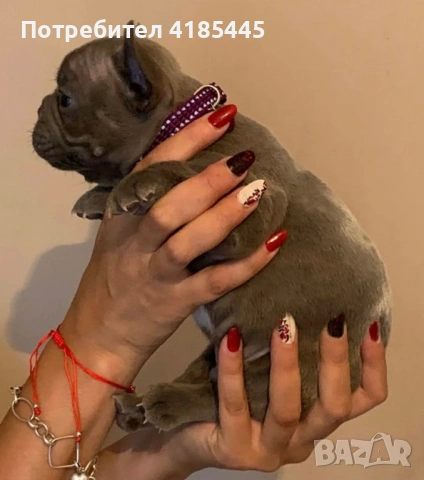 Френски булдог - МЪЖКО, снимка 3 - Френски булдог - 53053018