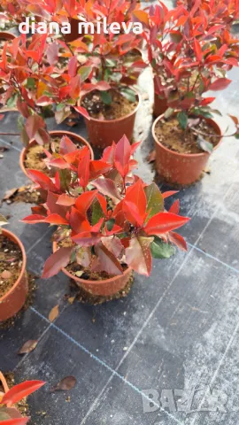  Фотиния Литъл Ред Робин, Photinia fr. Little Red Robin, снимка 4 - Градински цветя и растения - 43806136