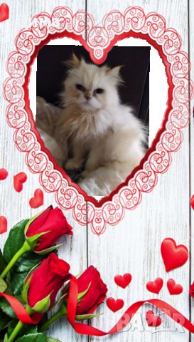 Персийски дългокосместа хималайски колорпойнт сини очи женско и мъжко малки котета разкошни любимци!, снимка 12 - Персийска - 43549487