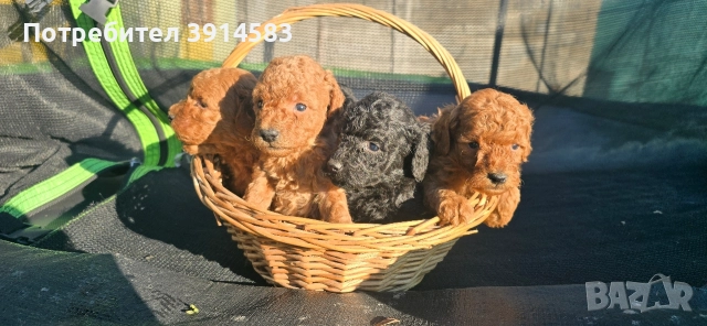 Той пудели родени на 27 ноември , снимка 4 - Пудели - 52911985