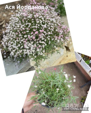Градински студоустойчиви цветя и храсти, снимка 8 - Градински цветя и растения - 45373861