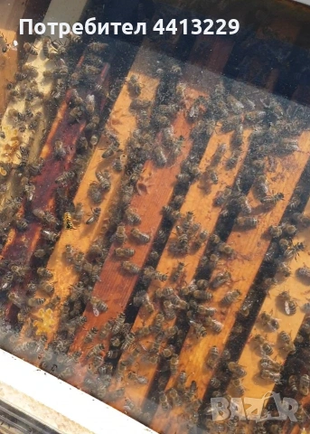 пчелни семейства ,кошери с презимували семейства, снимка 3 - За пчели - 53407086