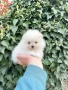 Померан мини момиче. Померанче, снимка 3