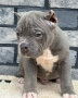 American Bully XL, снимка 3
