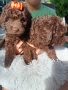 Пудел мини шоколад, снимка 10