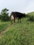 Продавам Крава и теле, снимка 2