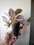 Еписция, episcia Silver dust, снимка 3