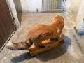 Продавам препарирана лисица, снимка 5