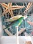 Пойни папагали - Мъжко и Женско - Поен папагал , снимка 2