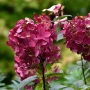 💞🌿☀️ Hydrangea paniculata 'Warm Red' Хортензия метличеста „Warm Red“, снимка 3