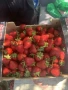 Продавам здрав разсад ягоди  целогодишни , снимка 8