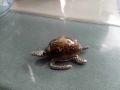 сувенир от Малдивите,   Океанска костенурка, изработена от метал и морска раковина, снимка 3