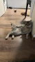 Коте с британски произход , снимка 2