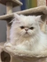 продавам персийско коте женско, снимка 5