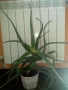 Голямо дървовидно лечебно алое-80см.височина , снимка 8