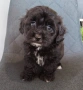 Shih poo/Mini poodle , снимка 6