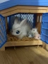 Интерактивен заек little live pets, снимка 1