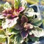 АЮГА ПЪСТРОЛИСТНА, Ajuga ‘Burgundy Glow’, студоустойчива, почвопокривна, снимка 7