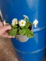 Домашна иглика в саксия , снимка 7