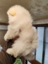 Померан мини шпиц., снимка 8