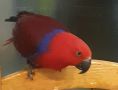 Продавам Еклектус- говорящ папагал, снимка 3