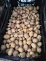 Картофи за семе, снимка 3