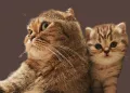 Scottish fold/Шотладска клепоуха синеоки, снимка 7