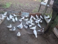 Гълъби, снимка 7