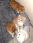 Персийски котета, снимка 6