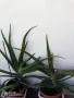 ЖЪЛТА КЛИВИЯ, АЛОЕ ARBORESCENS И АЛОЕ BARBADENSIS., снимка 11