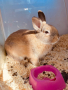Мини зайци Холандско джудже за подаряване, снимка 1 - Декоративни зайчета - 44959014