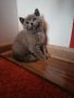 Британски късокосмести котета , снимка 5