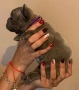 Френски булдог - МЪЖКО, снимка 3
