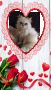 Персийски дългокосместа хималайски колорпойнт сини очи женско и мъжко малки котета разкошни любимци!, снимка 12