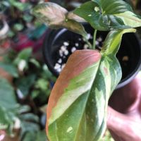 Syngonium Red Spot Tricolor , снимка 2 - Стайни растения - 45264580