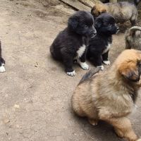 Овчарски кучета - Свиленград, снимка 3 - Каракачанска овчарка - 45696959