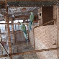 Продавам папагали , снимка 3 - Папагали - 45253500