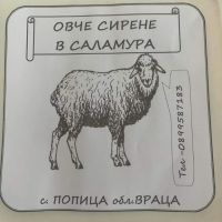продавам прясно овче сирене , снимка 2 - Овце - 45136462