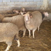 Продавам овце, снимка 1 - За селскостопански - 44937151