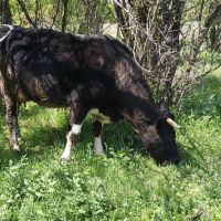Млада стелна крава, снимка 2 - Крави - 45098598