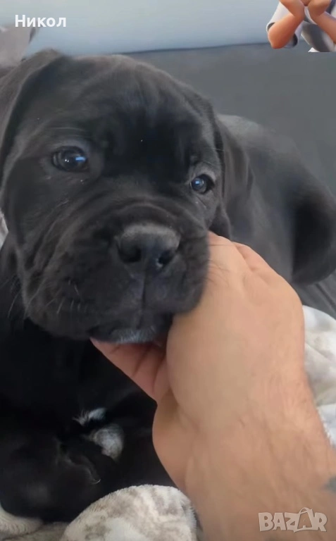 Кане корсо , снимка 1