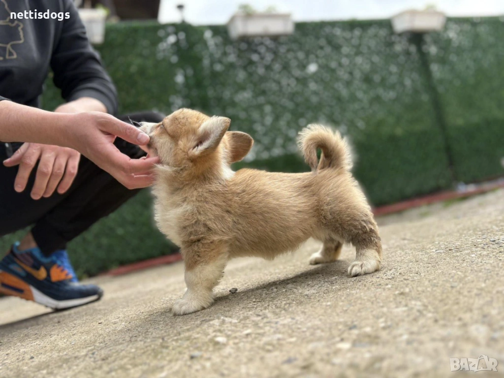 Кралска порода Уелско Корги Пембрук, снимка 1