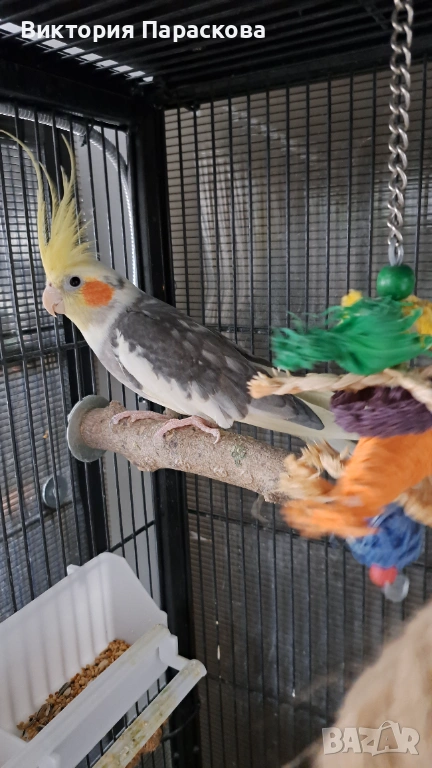 Мъжка корела , снимка 1