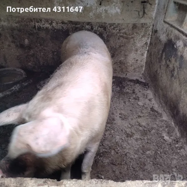 Продавам прасе за клане, снимка 1