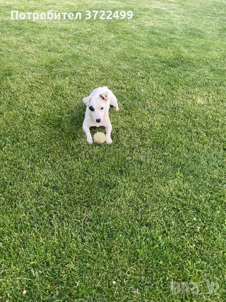 Мъжки Джакръсел си търси партньор, снимка 1