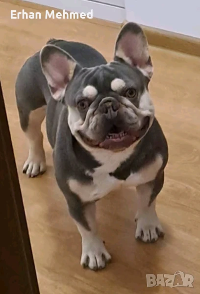 Френски булдог , снимка 1