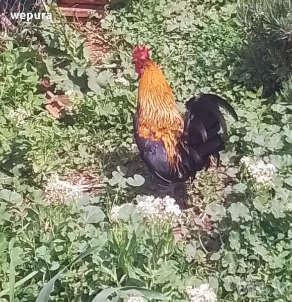 Японски петли за разплод хоби японски кокошки токачки, снимка 1