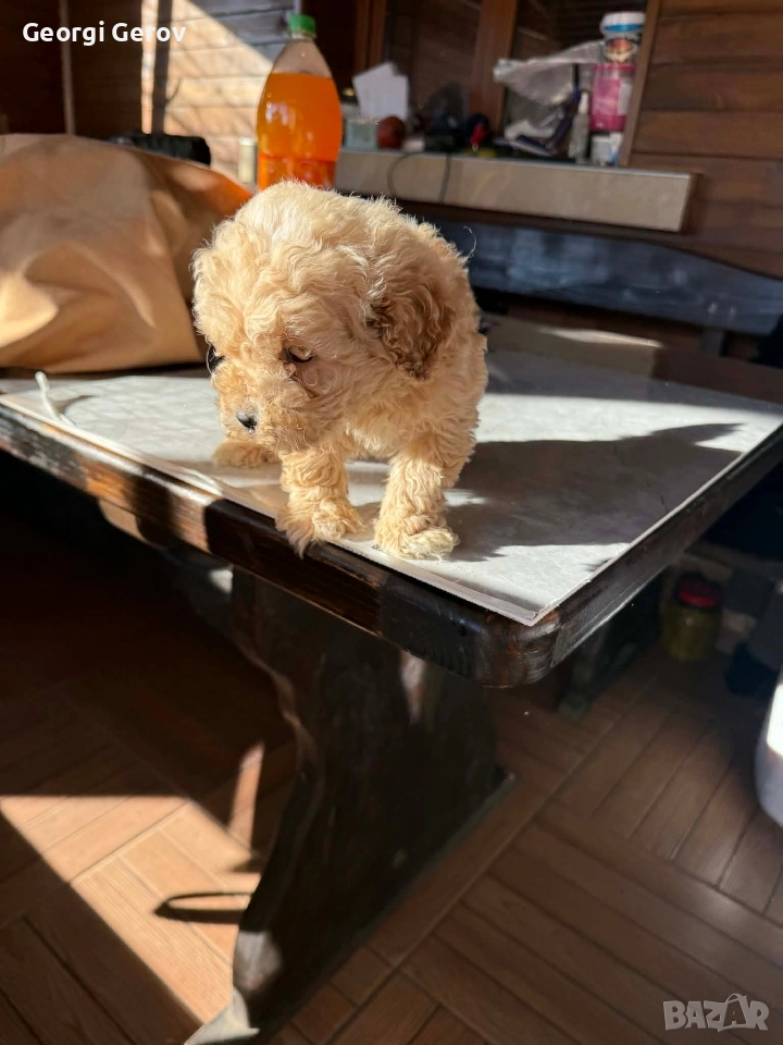 Продавам мини пудел, снимка 1
