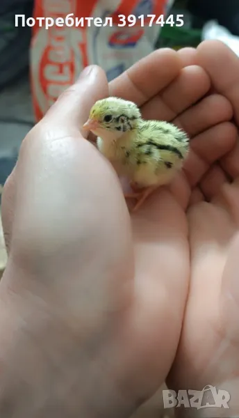 Пътпъдъци от 1.50- 7 лв, снимка 1